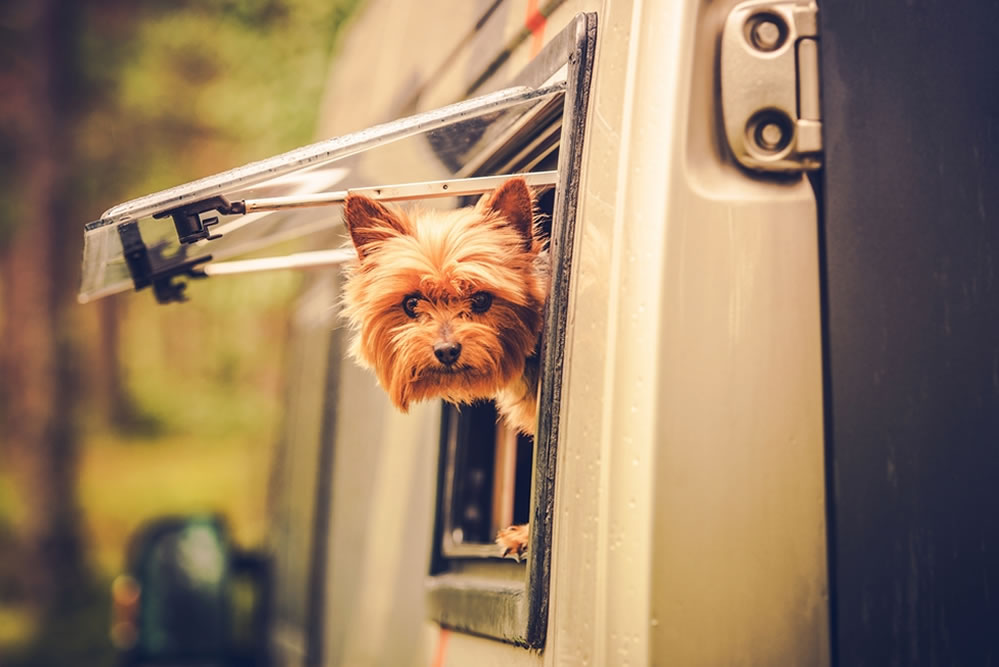 Animali in camper: quali problemi si possono riscontrare