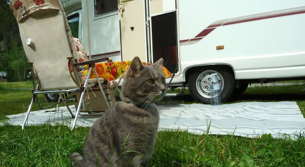 Luoghi vietati agli animali durante la vacanza