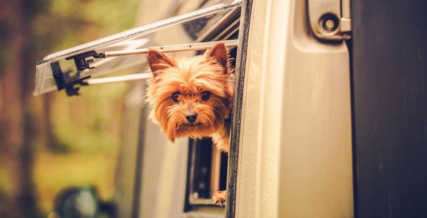 Animali in camper: quali problemi si possono riscontrare